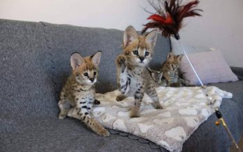 Tica registrirani mačići Savannah na prodaju