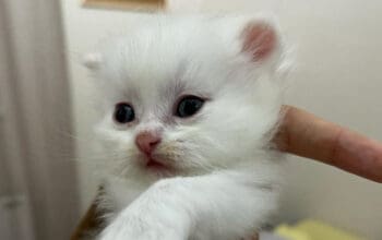 Persijski mačići (Doll face)