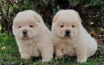 Chow chow cau cau stenad
