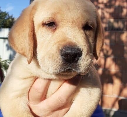 Labrador štenci