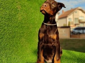 Dobermani