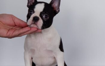 Boston Terrier, žensko štene