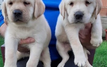 Labrador štenci