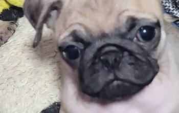 Mops stene na prodaju