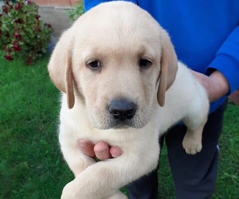 Labrador štenci