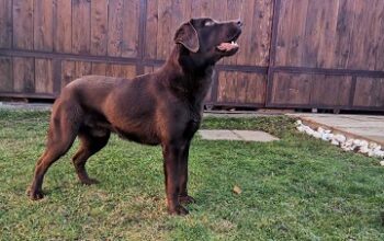 Čokoladni labrador