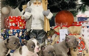 Francuski buldog štenci plave boje