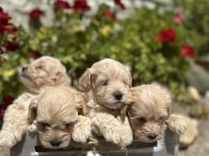 Maltipoo vrhunske genetike