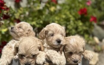Maltipoo vrhunske genetike