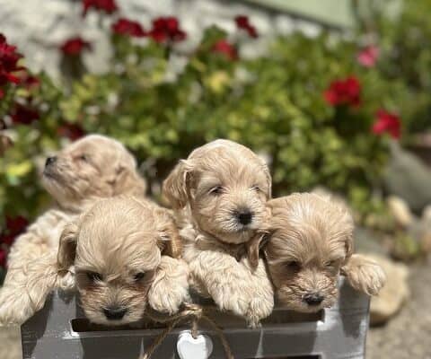 Maltipoo vrhunske genetike