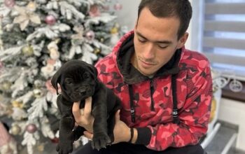 Presa canario stenci vrhunskog kvaliteta