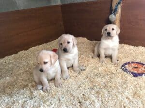 Imamo dva štenca labrador retrivera za udomljavanj
