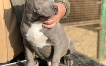 American bully XL 
