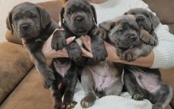 Cane Corso