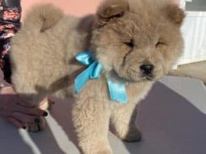 Chow-chow štenci