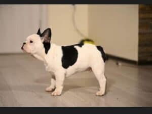 Francuski buldog