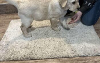Labrador retriver, štenci 