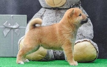 Shiba inu štenci