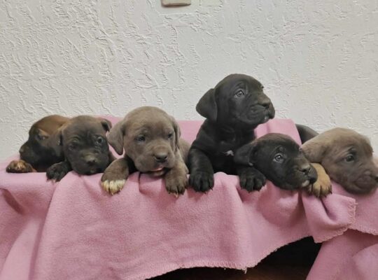 Cane Corso