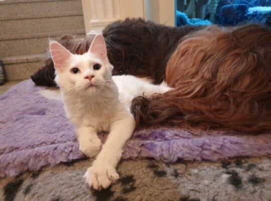 Maine Coon maca