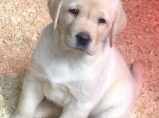 Imamo dva štenca labrador retrivera za udomljavanj