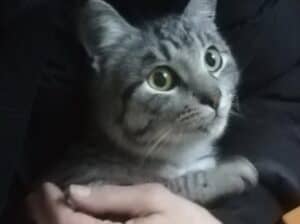 Srećko