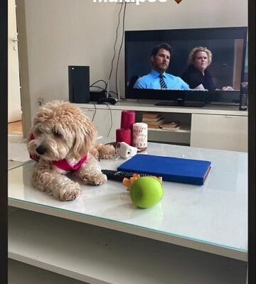 Maltipoo vrhunske genetike
