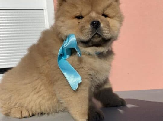 Chow-chow štenci