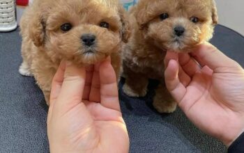Maltipoo štenci na prodaju
