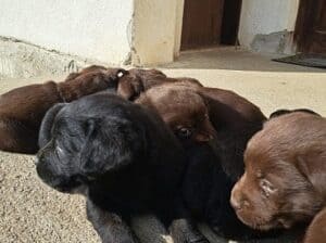 Labrador štenci na prodaju,čokoladni i crni