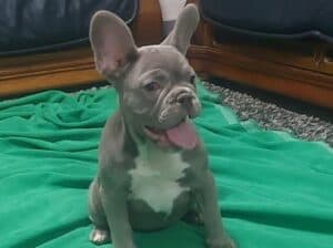 Francuski buldog štenci egzotičnih boja