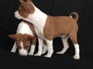 BASENJI