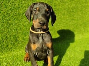 Doberman štenci