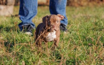 American Bully