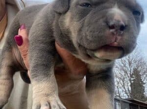 American bully pocket tricolor merle stenci
