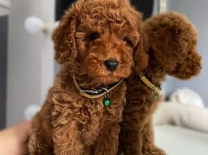 Štenci patuljaste crvene pudle