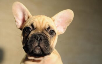 Francuski buldog 