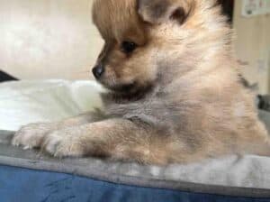 Pomeranac 