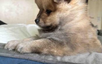 Pomeranac 