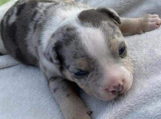 American bully pocket tricolor merle stenci