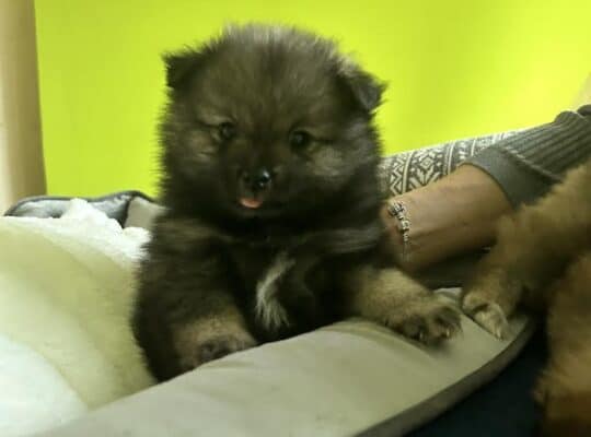 Pomeranac 