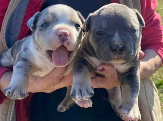 American bully pocket tricolor merle stenci