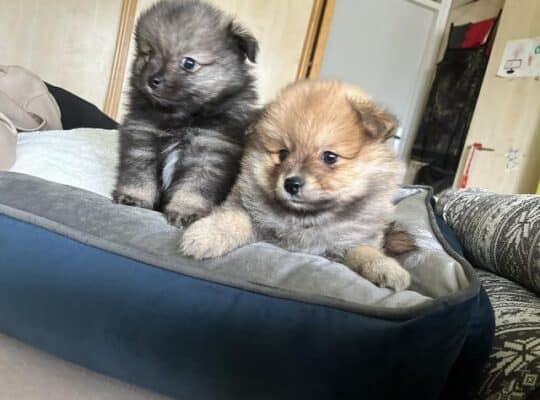 Pomeranac 