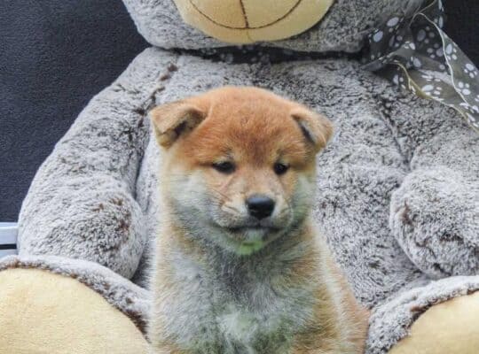 Shiba inu