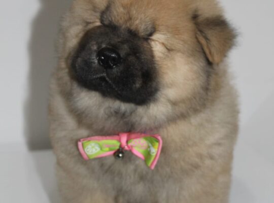 Chow chow cau cau stenad