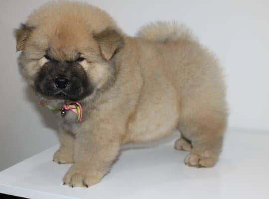 Chow chow cau cau stenad