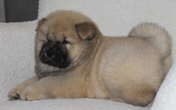Chow chow cau cau stenad