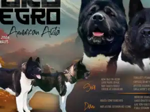 Američka akita štenci