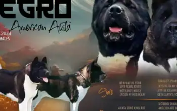 Američka akita štenci