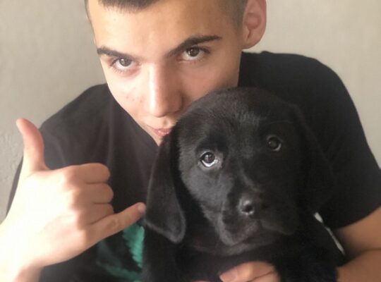 Labrador štenci, izuzetno krupni!